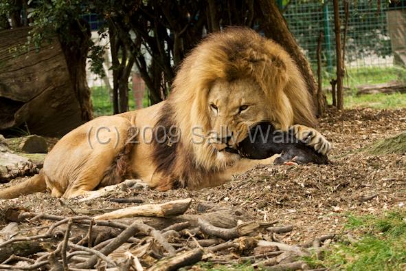 lion gnawing.jpg - Large male lion gnawing on a huge bone